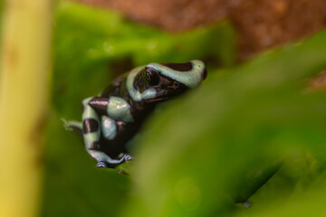 Dendrobates auratus f. Green, Green and black poison frog Green