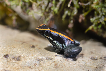 Golfodulcean Poison Frog, Phyllobates vittatus. USSR macro lens VOLNA 9