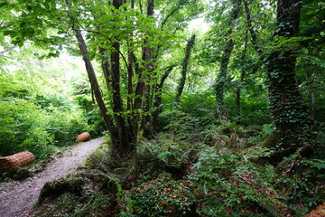 Fototapeta premium mossy trees and fine spring path