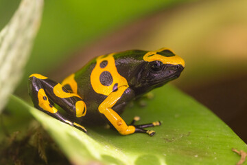 The yellow-banded poison dart frog, Dendrobates leucomelas, bumblebee frog