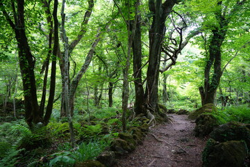 mossy trees and fine spring path