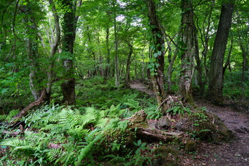 mossy trees and fine spring path