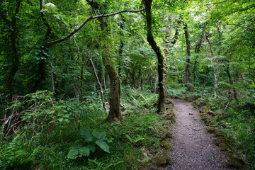mossy trees and fine spring path