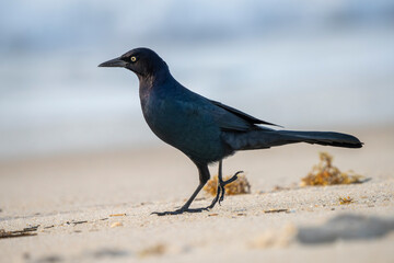 Bitd on the sand at dawn