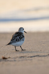 Sanderling on the beach at dawn
