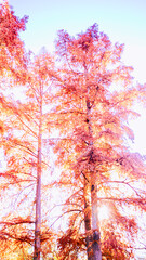 Fototapeta premium 紅葉した木々