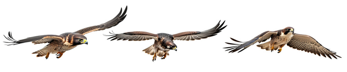 Set Flying Hawks Isolated Transparent