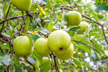 Yellow ripening apples on a branch in an autumn garden. Growing natural organic apples in an apple orchard.