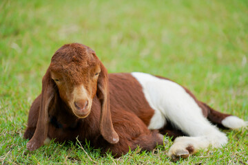 the goat in the farm with dramatic tone