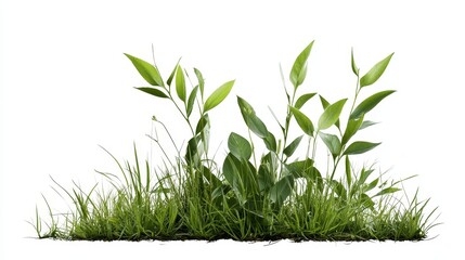 Obraz premium A vibrant cluster of green grass and plants, symbolizing growth, nature, and vitality. The lush foliage creates a sense of tranquility and freshness.
