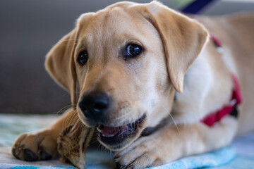 A four-month old Labrador Retriever puppy dog