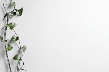 Fototapeta premium Green Plant on White Background