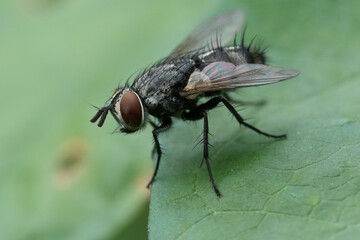 Closeup on hairy Carcelia Tachinid fly on a green leaf