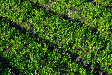celery field. Celery is a leafy vegetable and medicinal plant commonly used as a cooking spice. Apium graveolens