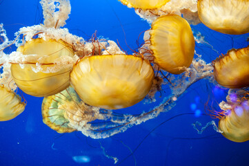 Yellow medusa jellyfish swimming in a blue aquarium