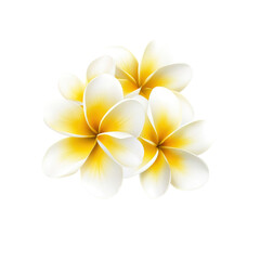 White and Yellow Frangipani Flowers on White Background