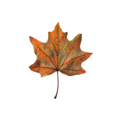 Obraz premium Single Autumn Leaf Isolated on White Background