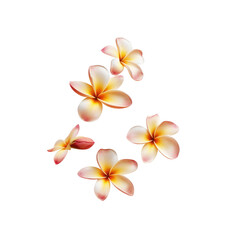 Delicate Pink and White Plumeria Flowers on White Background