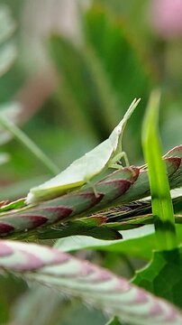 Oriental Long-headed Grasshopper (Acrida cinerea) on the leaves of the mollusk. macro video