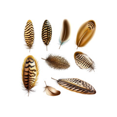 Collection of Colorful Bird Feathers Isolated on White Background