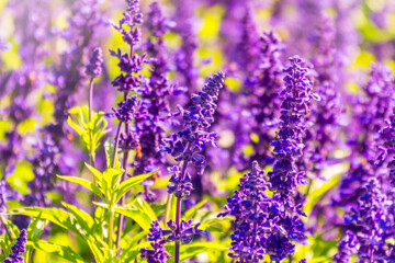 Fototapeta premium Blue Salvia farinacea flowers, or Mealy Cup Sage on green background, close-up.