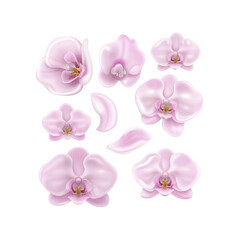 Fototapeta premium Pink Orchid Flowers and Petals Isolated on White Background