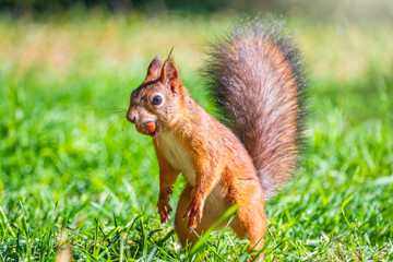 Autumn Squirrel standing on its hind legs on on green grass with fallen yellow leaves
