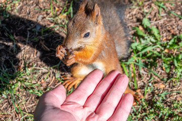 A squirrel in the autumn eats nuts from a human hand. Eurasian red squirrel, Sciurus vulgaris