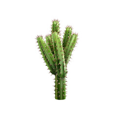 Green Cactus with Thorns