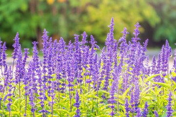 Naklejka premium Blue Salvia farinacea flowers, or Mealy Cup Sage on green background, close-up.