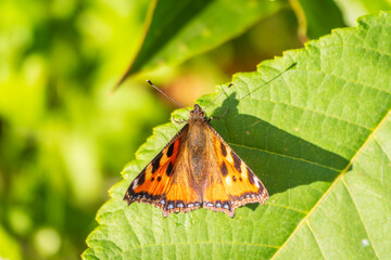 Small tortoiseshell (Aglais urticae), family Nymphalidae on green leaves. Blurred background