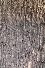 Bark texture and background of a old tree trunk. Detailed bark texture.