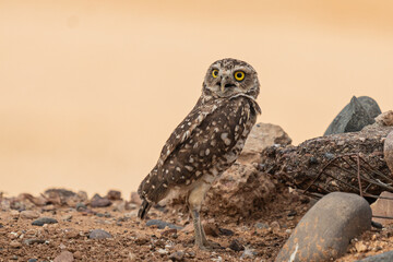 Arizona Desert Burrowing Owl 2