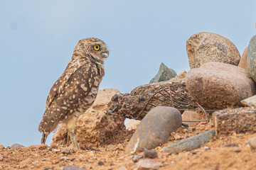 Arizona Desert Burrowing Owl 3
