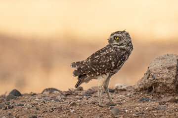 Arizona Desert Burrowing Owl
