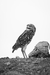 Arizona Desert Burrowing Owl Black and White