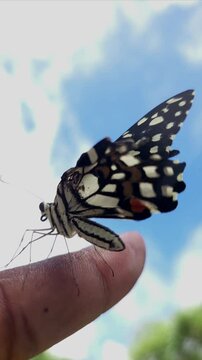 Colorful common yellow swallowtail butterfly sitting on Hand Close Up. Vertical, slow motion video, odisha, india.
