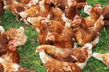 Free-range chickens roaming grassy field, organic farming, healthy poultry, sustainable agriculture concept