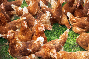 Chickens grazing freely on lush green pasture, organic poultry farming in countryside, healthy rural livestock concept