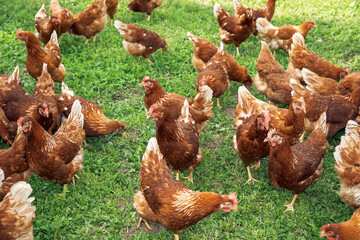 Free-range chickens grazing on lush green grass, pastoral farming environment, happy healthy poultry, sustainable agriculture concept