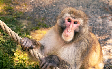 Monkey holding rope in natural environment, calm and curious expression, wildlife photography concept