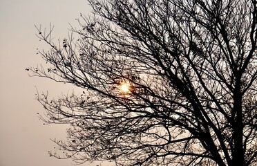 Dry tree trunk and branches with few leaves isolated on horizontal ratio outdoor evening orange sun and sky background.
