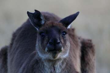 Fototapeta premium grey kangaroo