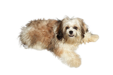 cavalier king charles spaniel puppy