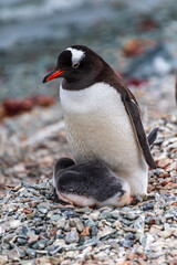 Naklejka premium Impression of the Gentoo Penguin -Pygoscelis papua- colony at Danco Island, on the Antarctic Peninsula