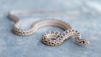 Pacific Gopher Snake juvenile slithering. San Francisco Bay Trail, Sunnyvale, Santa Clara County, California, USA.