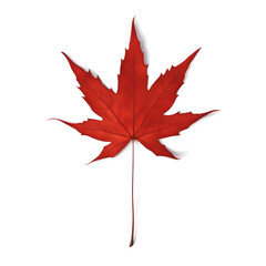 Maple leaf
