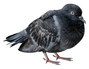 Pigeon bird or Columba livia