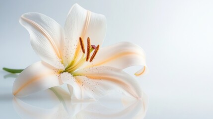 Fototapeta premium Elegant White Lily with Delicate Petals