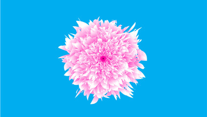 flower, marigold flower, flower, nature, pink, plant, purple, summer, flowers, macro, blossom, bloom, isolated, flora, beauty, garden, spring, cornflower, chrysanthemum, petal, floral, violet, allium,